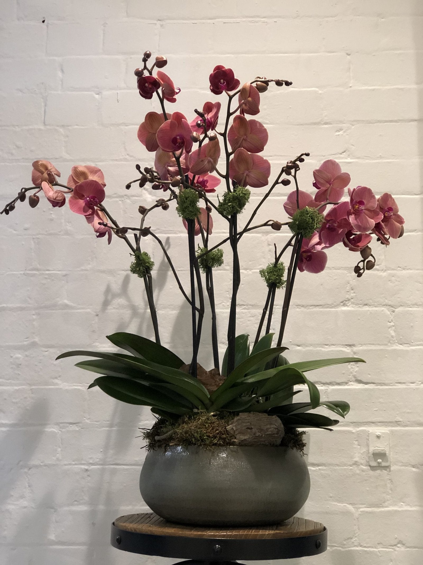 Orchids