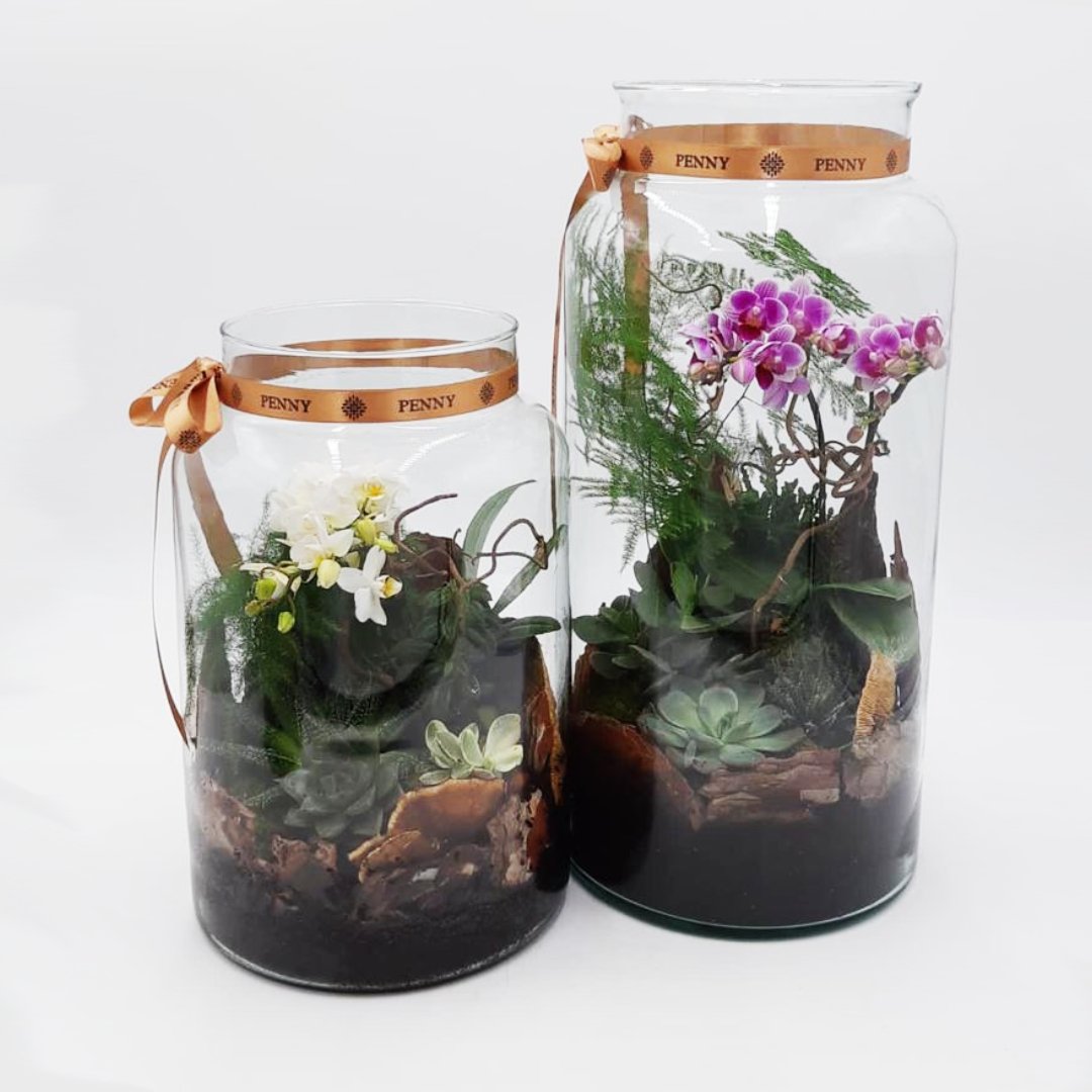 Succulents in Apothecary Jar Large & Xlarge