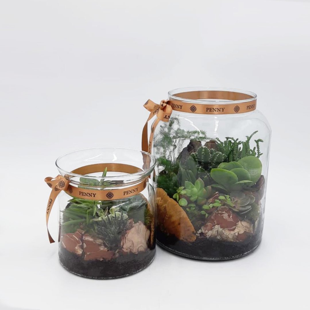 Succulents in Apothecary Jar Mini & Midi